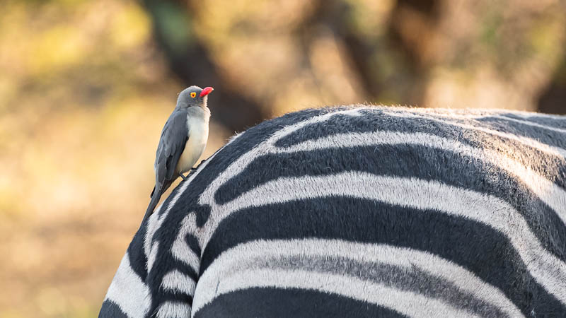 Redbilled Ox-Pecker on Zebra
