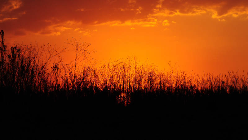 Safrea Dean Arther Holmes Grassy Sunset